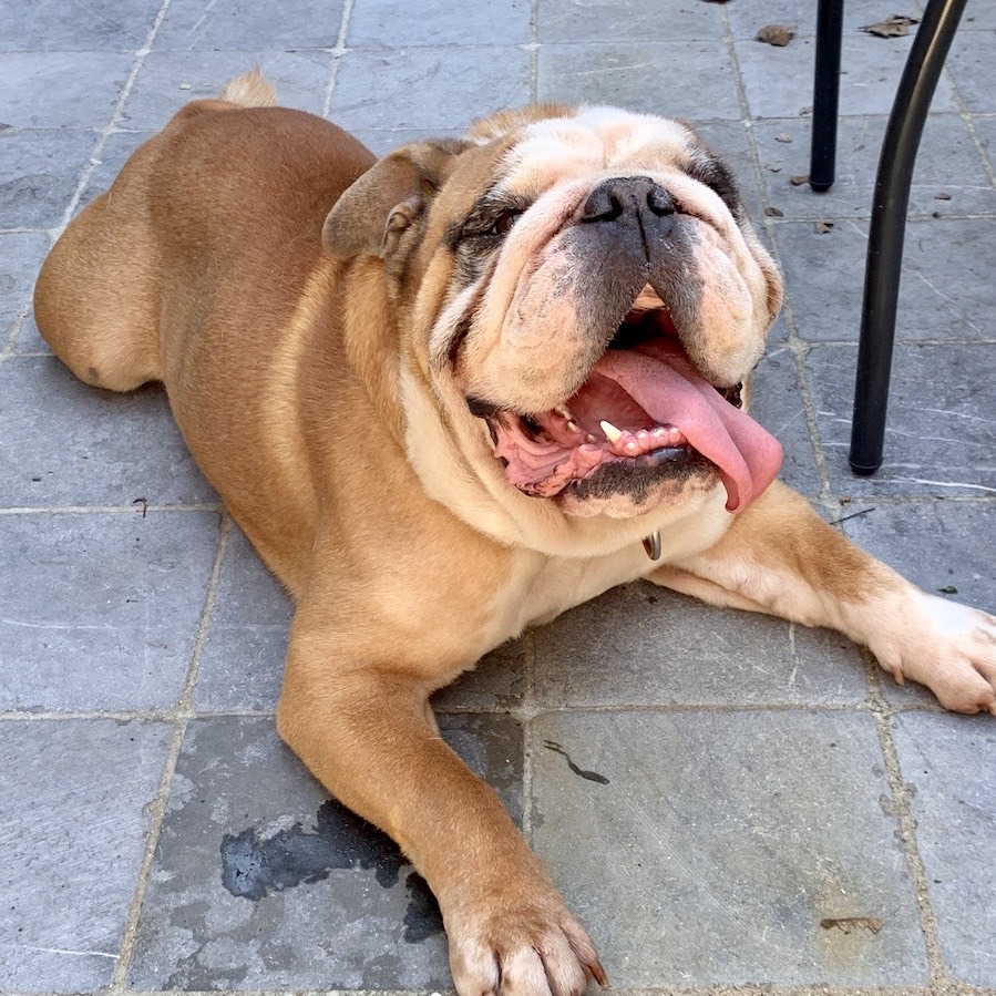 English bulldog