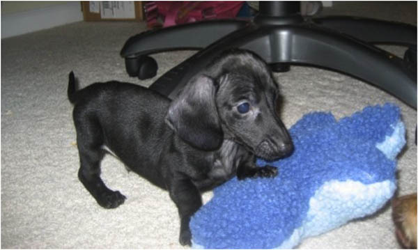 Dachshund puppy