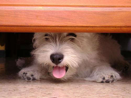 Westie puppy lying under a chair