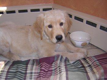 Golden retriever puppy resting indoors