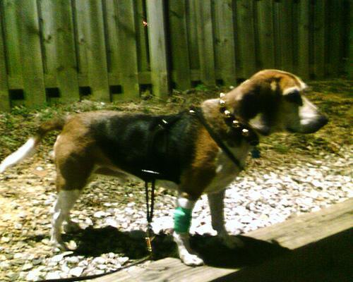 Beagle puppy looking at the camera