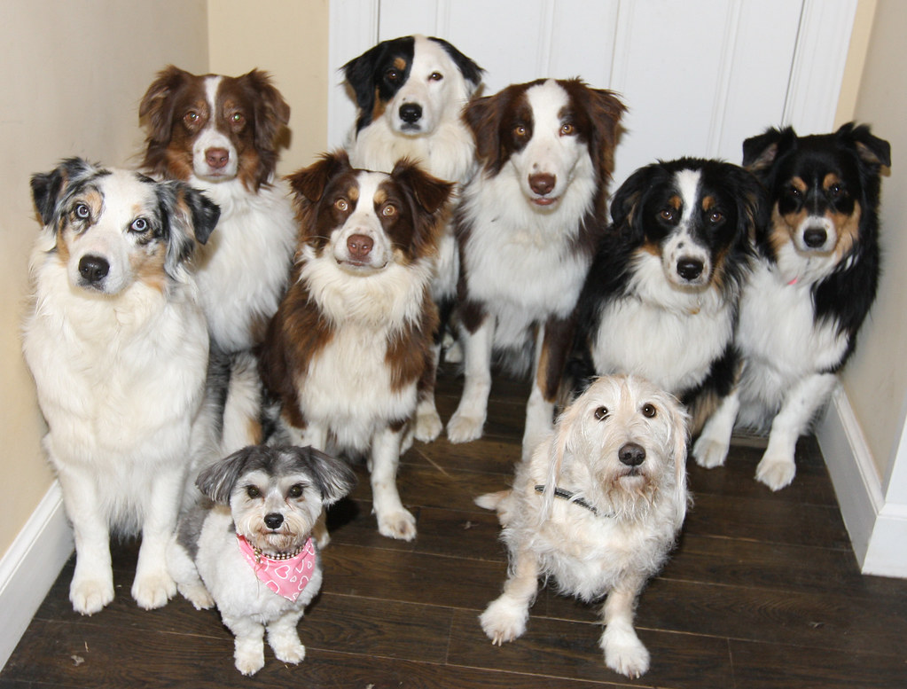 Five puppies of different breeds sitting side by side