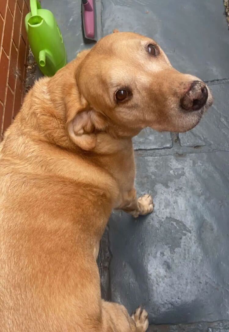 Labrador sitting patiently for a treat