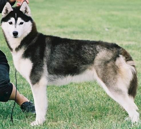 Husky standing in a green field