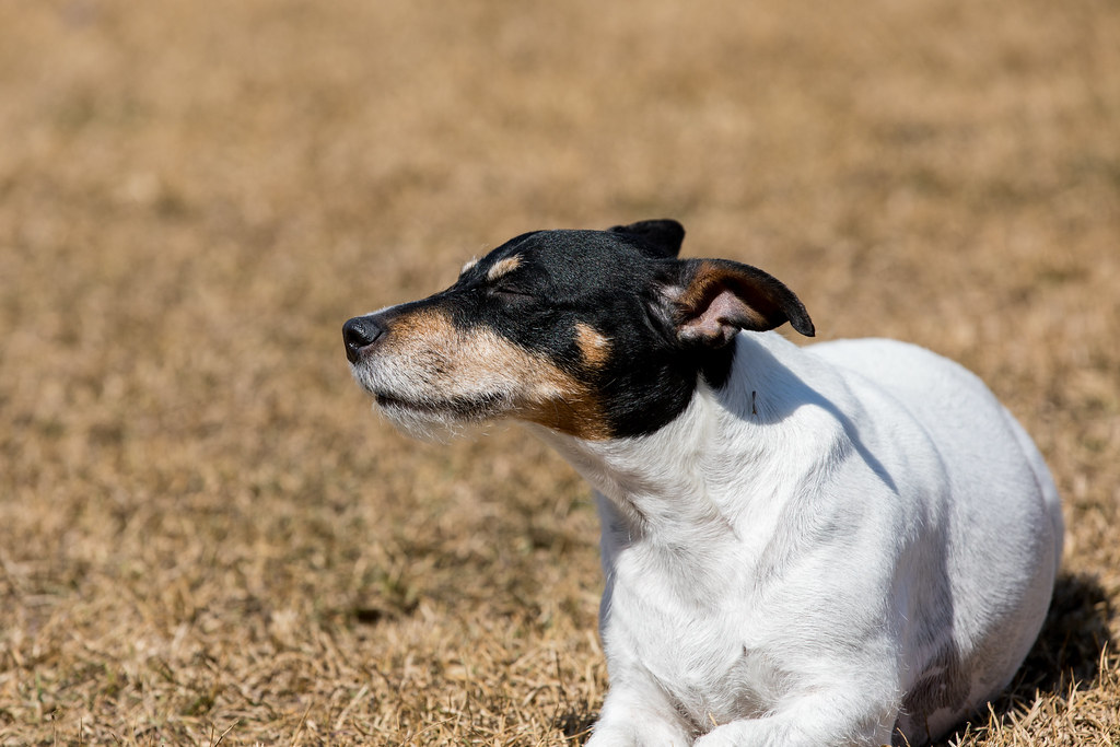 Jack Russell puppy sitting on a porch bench