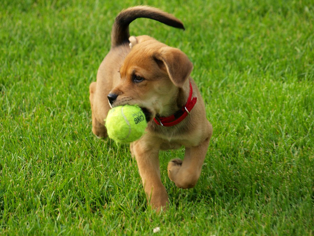 Puppy playing fetch with a tennis ball on green grass