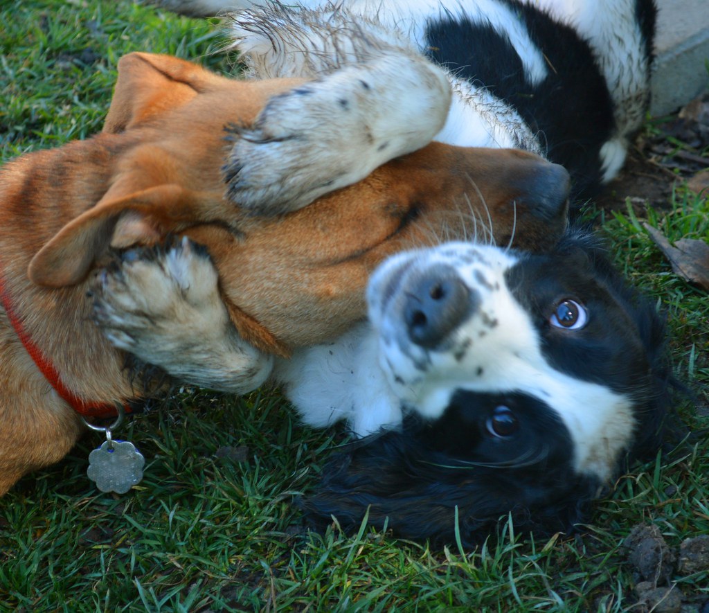 Two happy dogs cuddling together on the grass