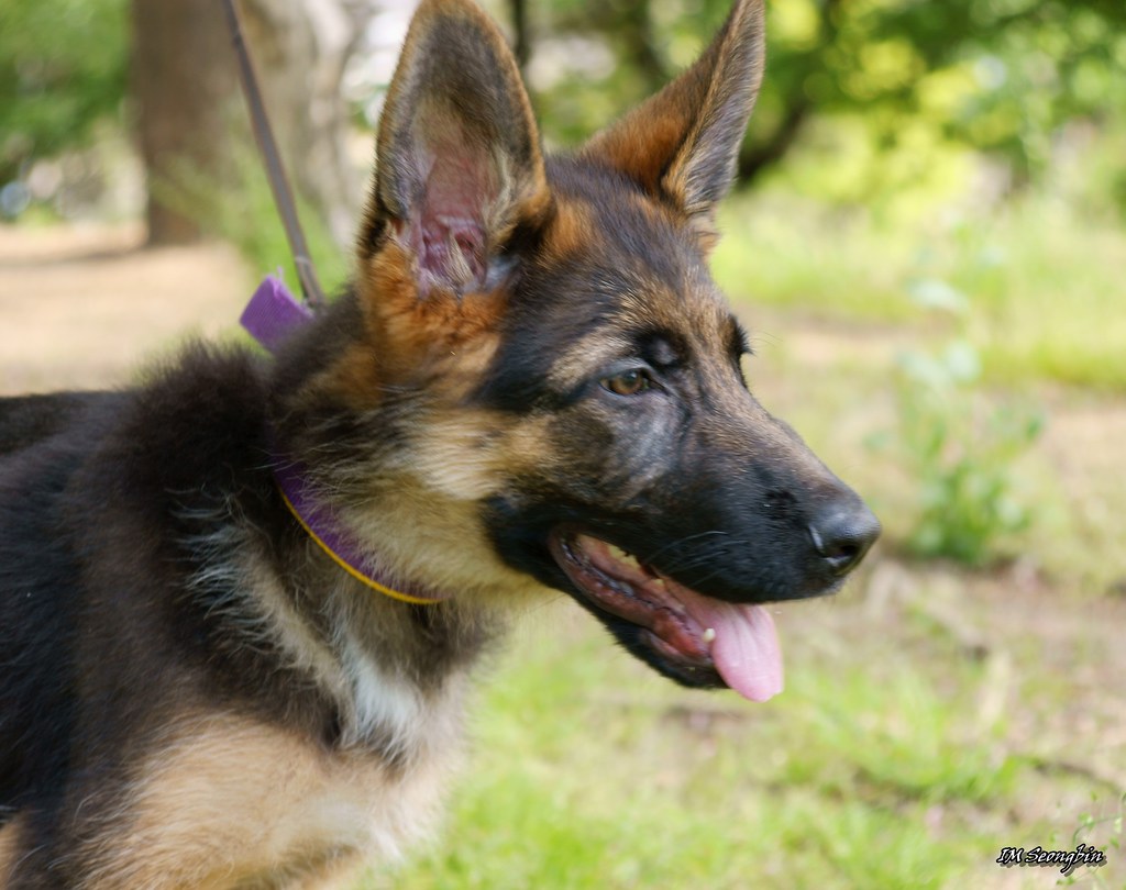 German shepherd standing with its owner in a park