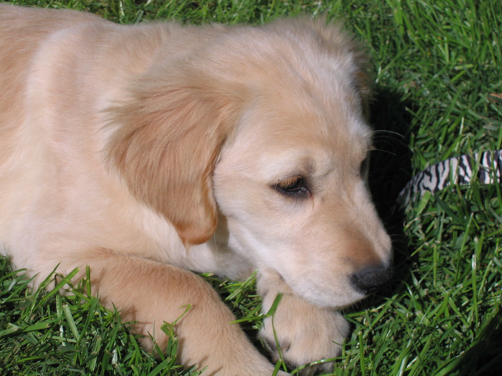 Golden retriever lying on grass with its owner