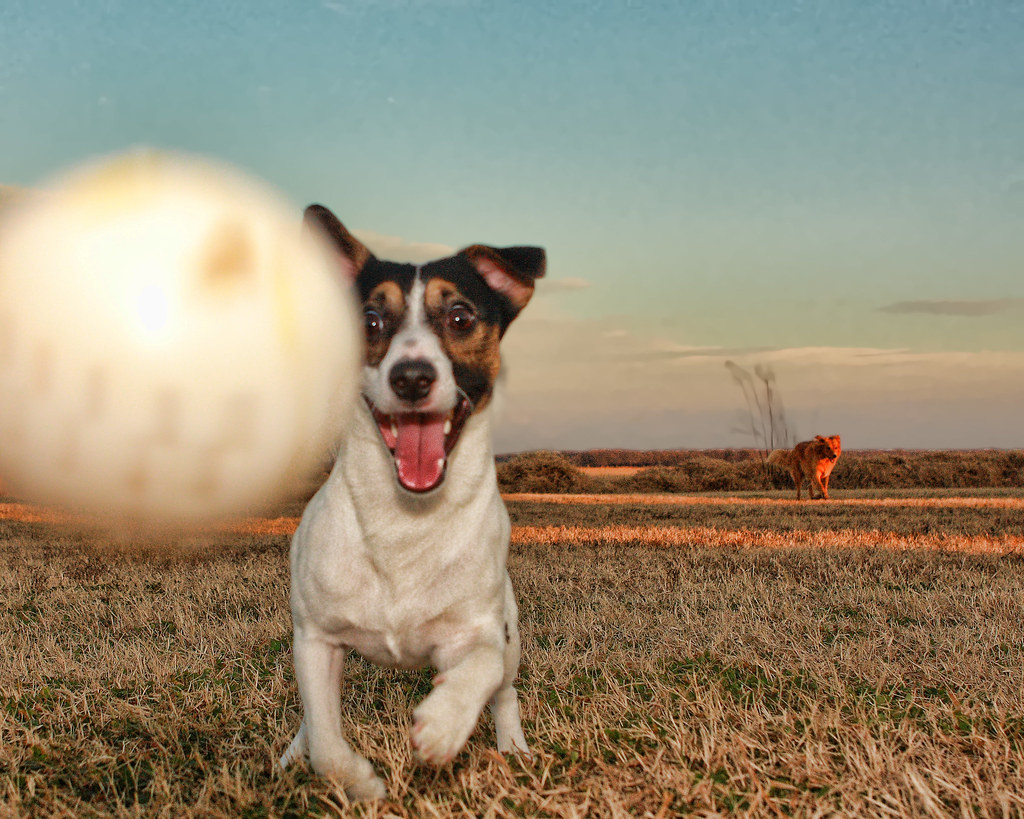 Jack Russell running across a field with a ball