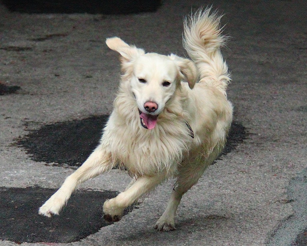 White dog running joyfully outdoors
