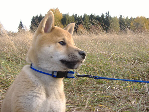 Shiba puppy portrait