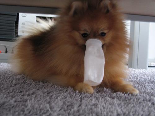 Pomeranian puppy portrait