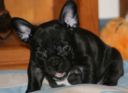 French bulldog puppy portrait