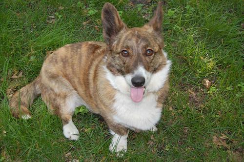 Corgi puppy portrait