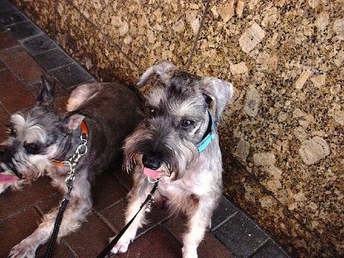 Schnauzer puppies portrait