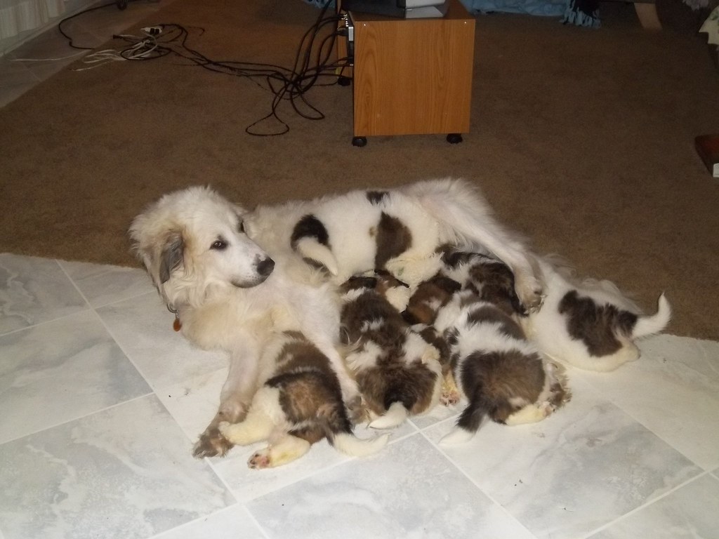 Mother dog with her litter of puppies